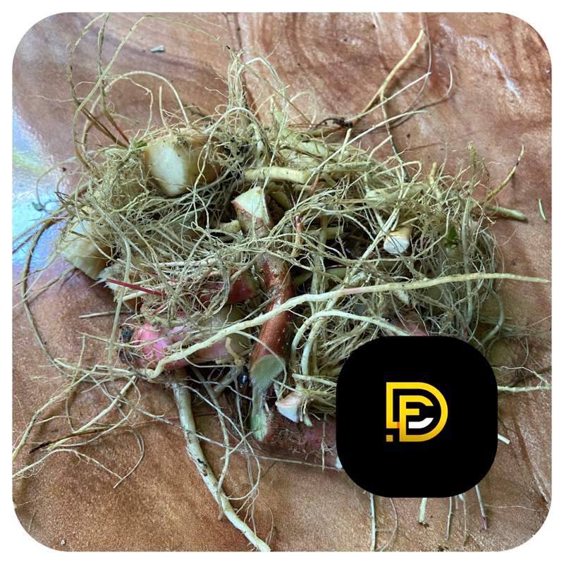 

Akar bayam hutan akar bayam liar segar-az