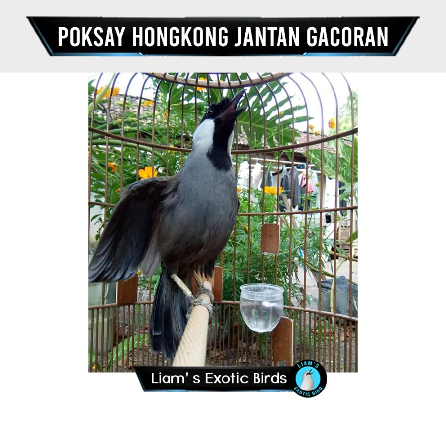 Burung Poksay Hongkong Pipi Putih Garansi Jantan