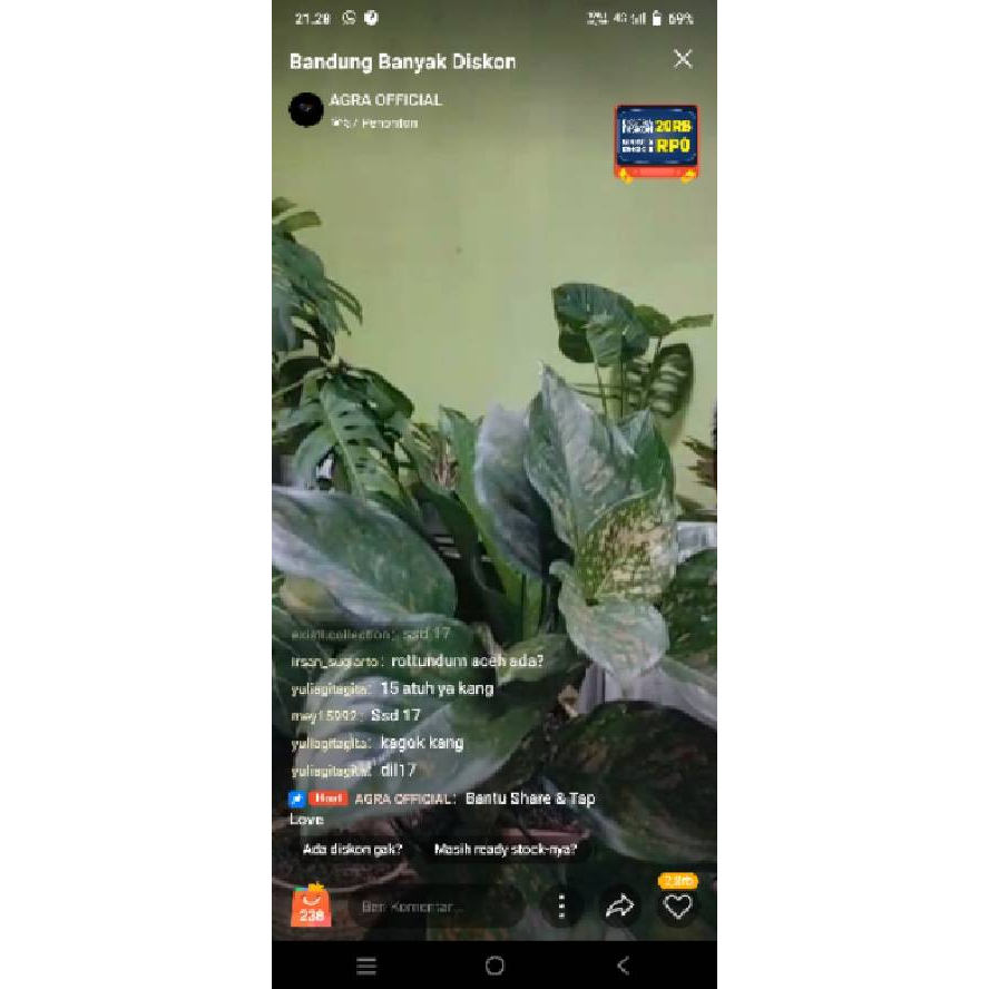 tanaman hias aglaonema ruby ciangmay