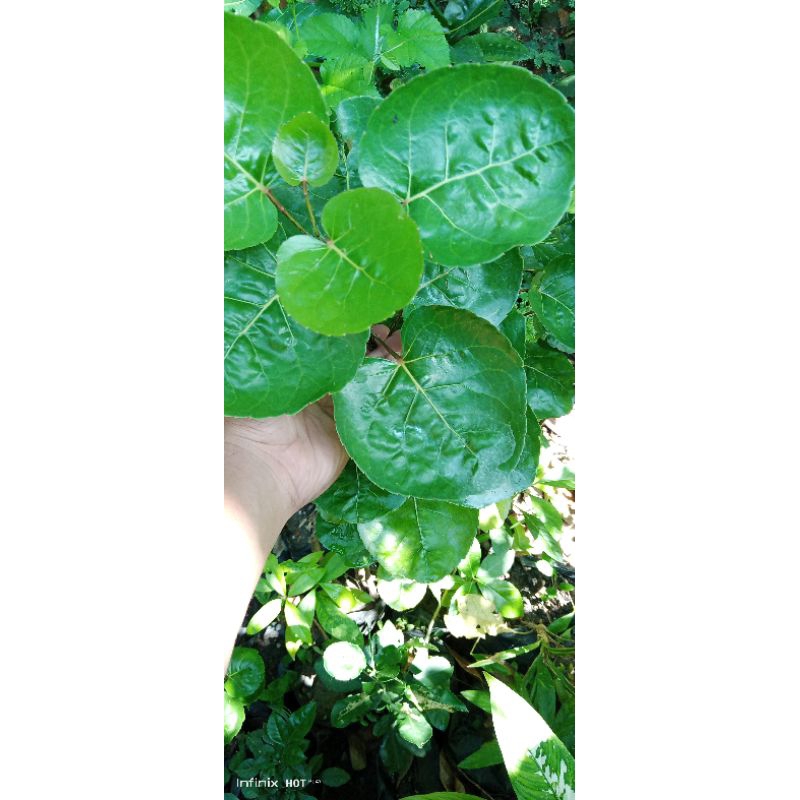 

DAUN Mangkokan segar anti rontok 50 lembar.