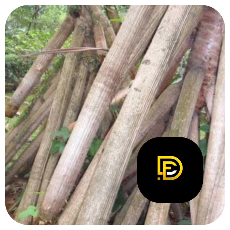 

Akar pandan akar daun pandan segar-az