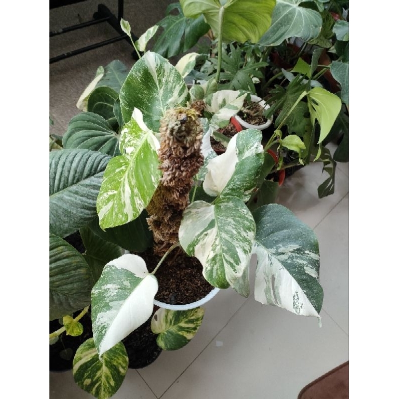 Monstera Varigata Holland Marble (LINK CO)