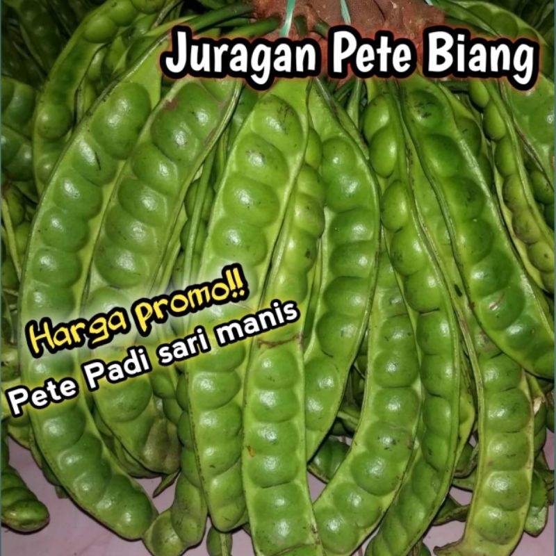 

PETE PADI ISI 100 PAPAN/PETE SEGAR PILIHAN/PETE TUA SUPER/PETE MURAH/PETE/PETAI/PETE KUPAS/SAYURAN