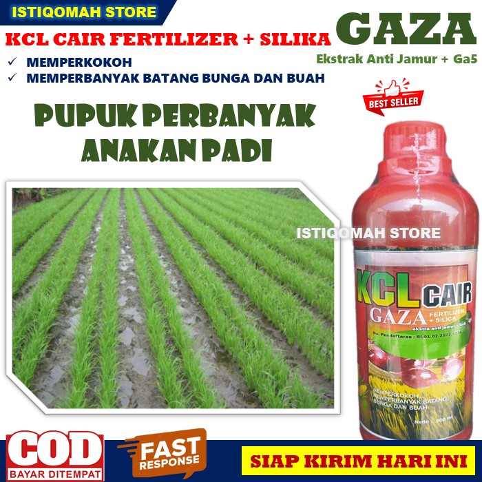 PUPUK ANAKAN PADI Biar Banyak Pupuk KCL GAZA 500ML Pupuk Ajaib Perbanyak Anakan Padi yang Bagus dan Ampuh, Pupuk Semprot untuk Memperbanyak tumbuhnya Anakan Padi Terbaik, Pupuk Padi untuk Anakan Padi yang Tokcer TERLARIS