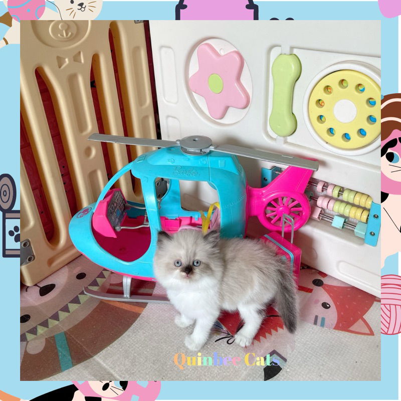 kucing Himalaya X Ragdoll Betina Cinnamon Chocolate Bicolor