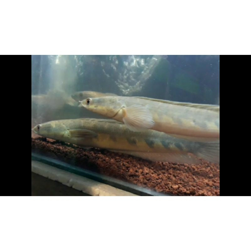 yellow sentarum 20-25cm