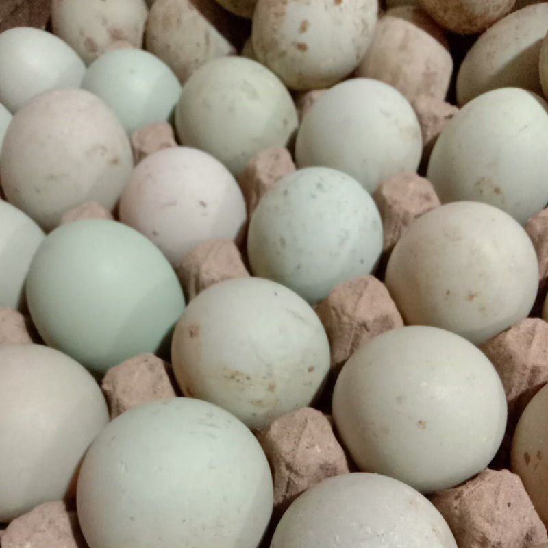 

Telur Bebek Merah 10 Butir (Sameday & Instant)