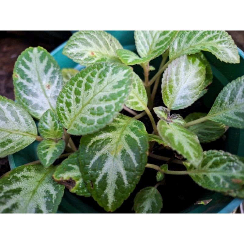 Tanaman Episcia Cupreata Hijau / Episcia cupreata hijau sedang