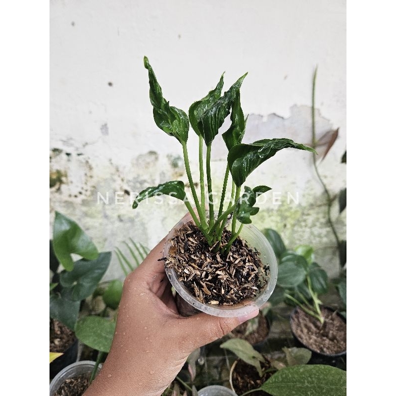 Epipremnum Shangrila