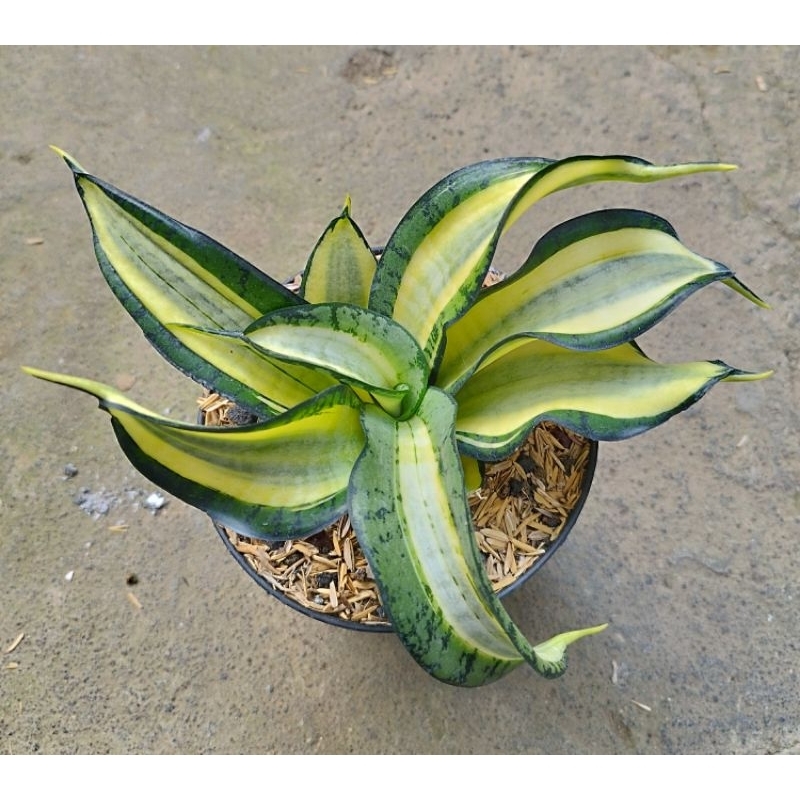 Tanaman Sansevieria Golden Wendys - Sansivera