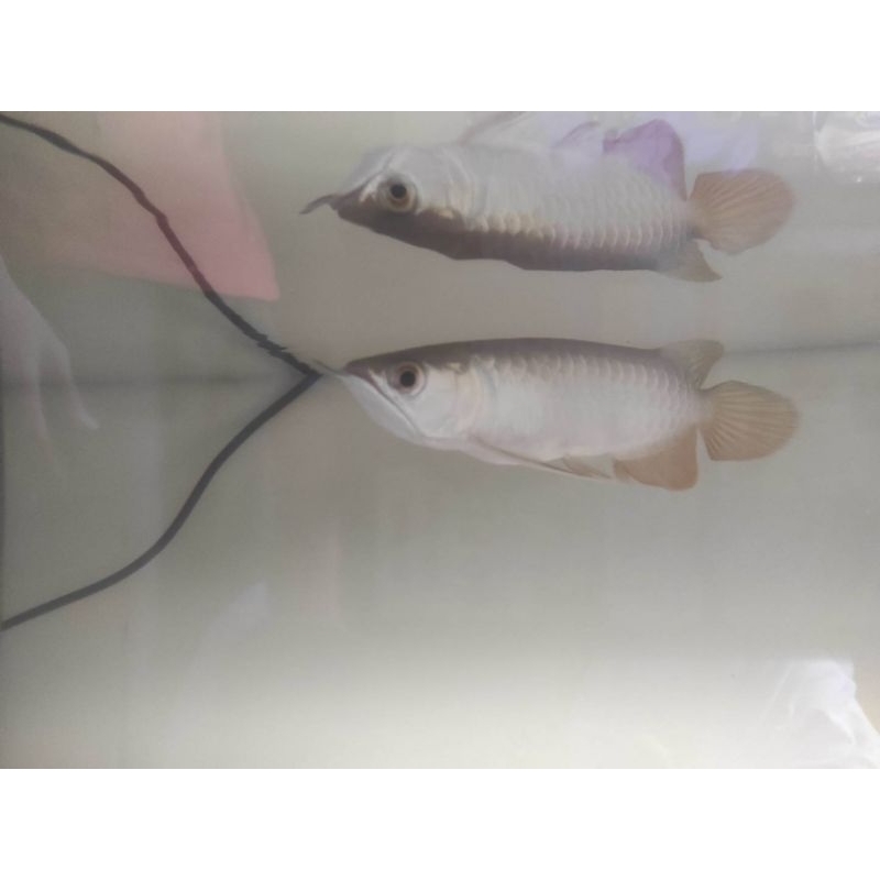 Arwana Golden Red Bluebase HB 18-19cm Sertifikat Lengkap