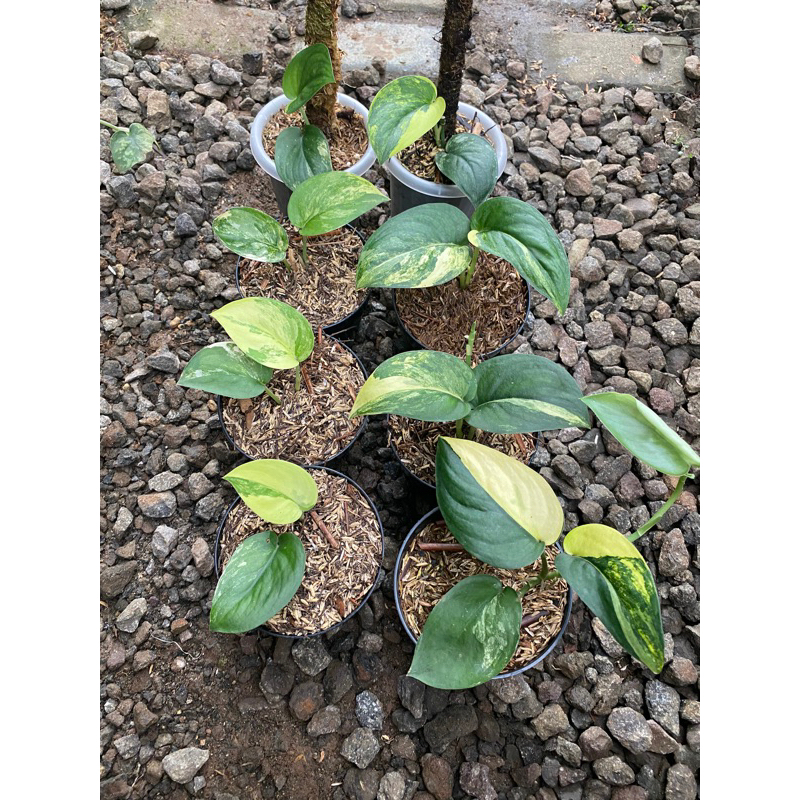 scindapsus Jadesatin varigata