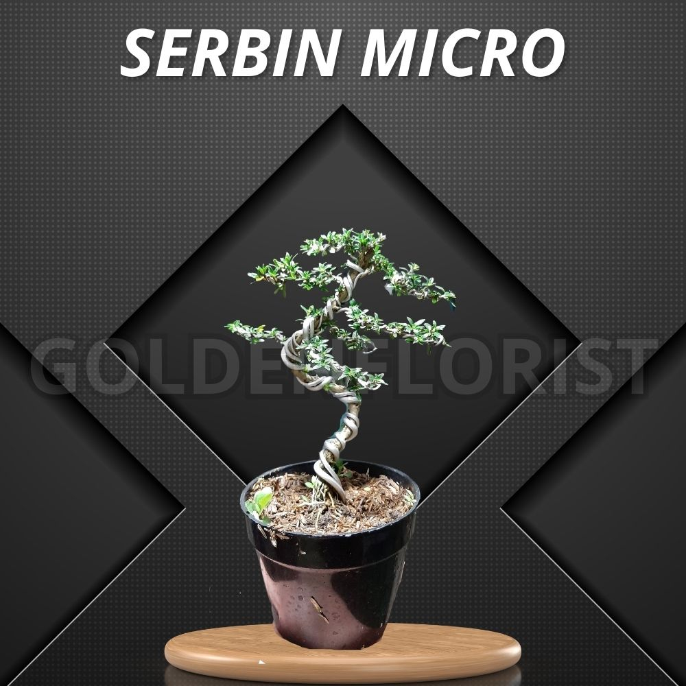 Bonsai Serisa Jadi Siap Pajang - Bonsai Serbin Micro Siap Pajang - Bonsai Mame