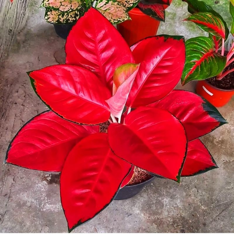 Aglaonema Suksom Jaipong / Aglonema Suksom Jaipong florist nursery / Aglonema Suksom Jaipong (Tanaman hias aglaonema Suksom Jaipong) - tanaman hias hidup - bunga hidup - bunga aglonema - aglaonema merah - aglonema merah - aglaonema murah - aglaonema murah