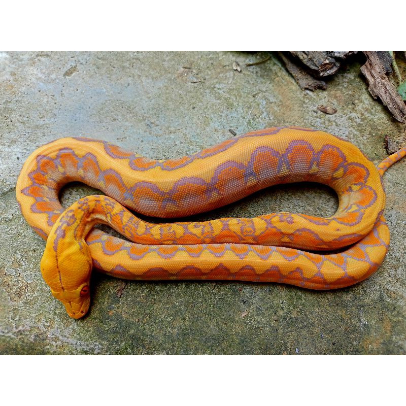 mainan anak retic purple albino