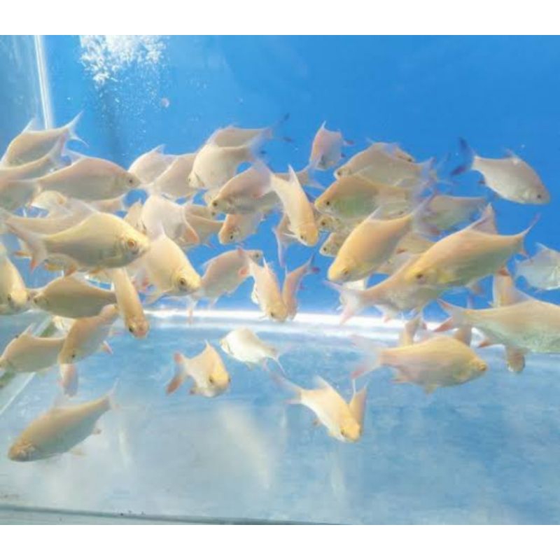 

IKAN TANK MATE KAVIAT ALBINO