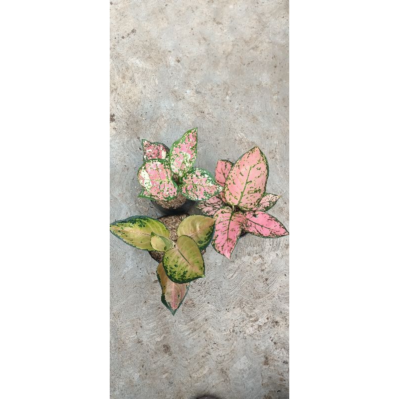 aglonema paket murah meriah