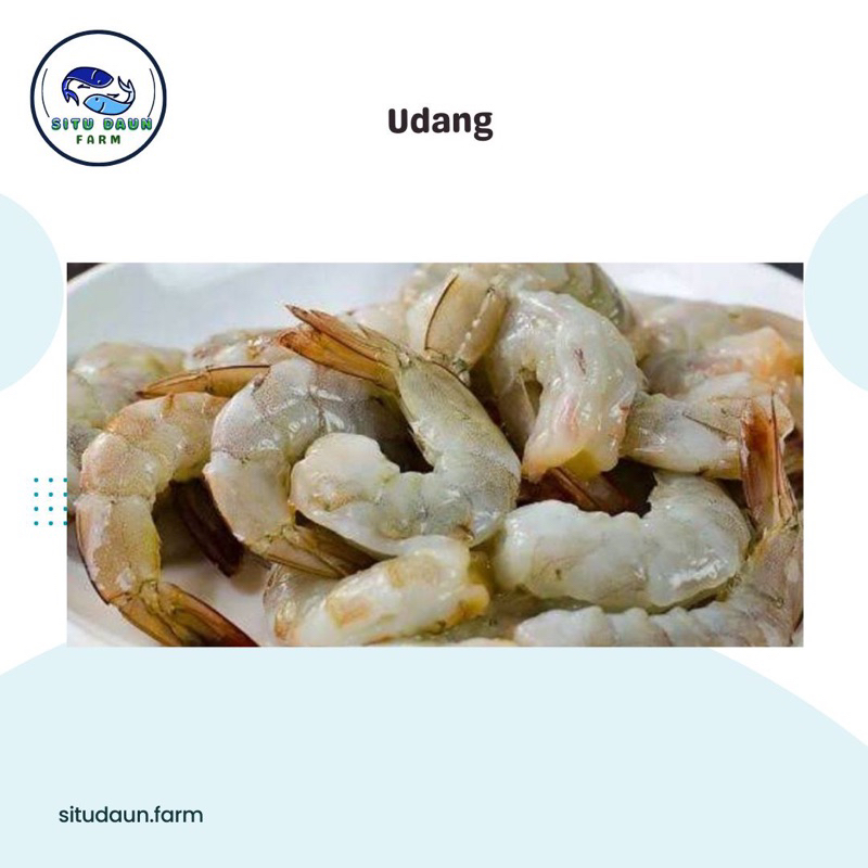 

Udang Frozen (Bersih) Murah dan Berkualitas