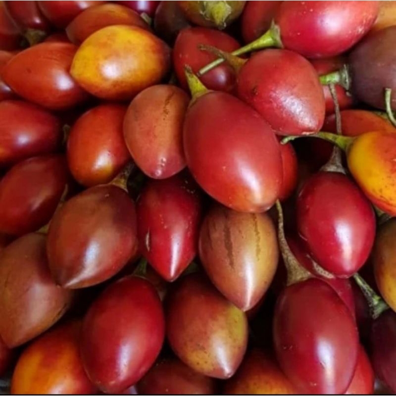 

TERONG BELANDA FRESH ( 500 gr )