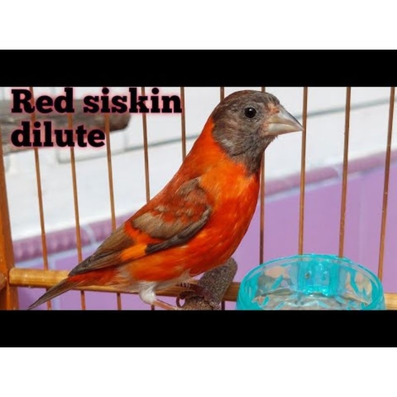 redsiskin dilute gacor