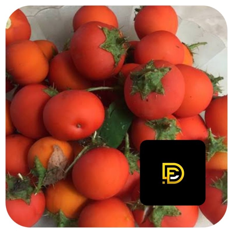 

Buah terong hutan buah terong pari buah terong duri 250 gram-az