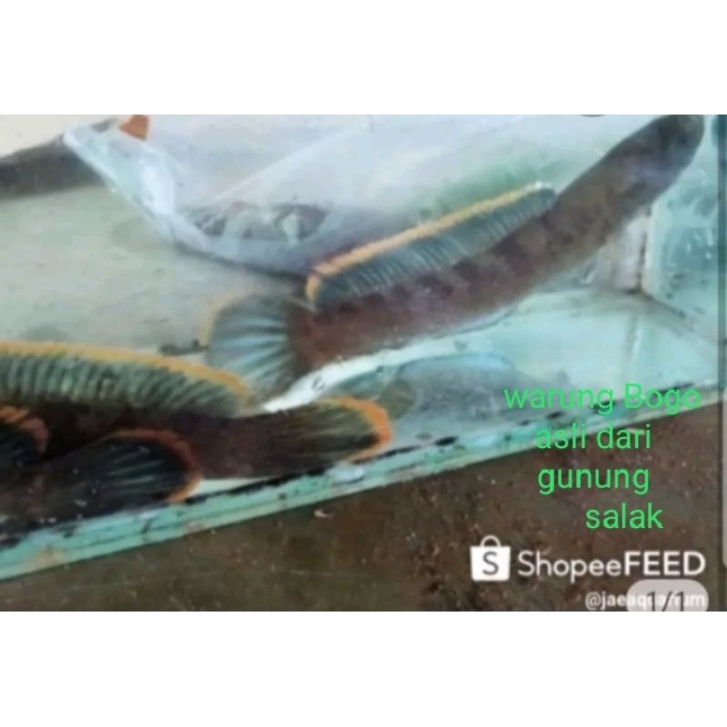 hiasan aquarium paket sepasang Channa limbata wc size12cm