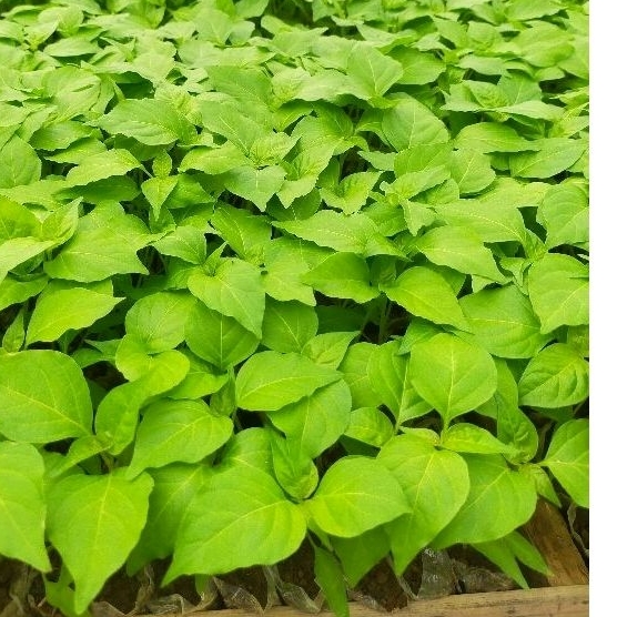 bibit cabe rawit siap tanam