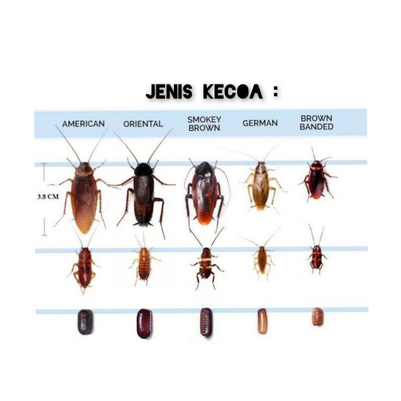 Racun Obat Kecoa Advion Dan Optigard Cockroach Syngenta Pembasmi Kecoa