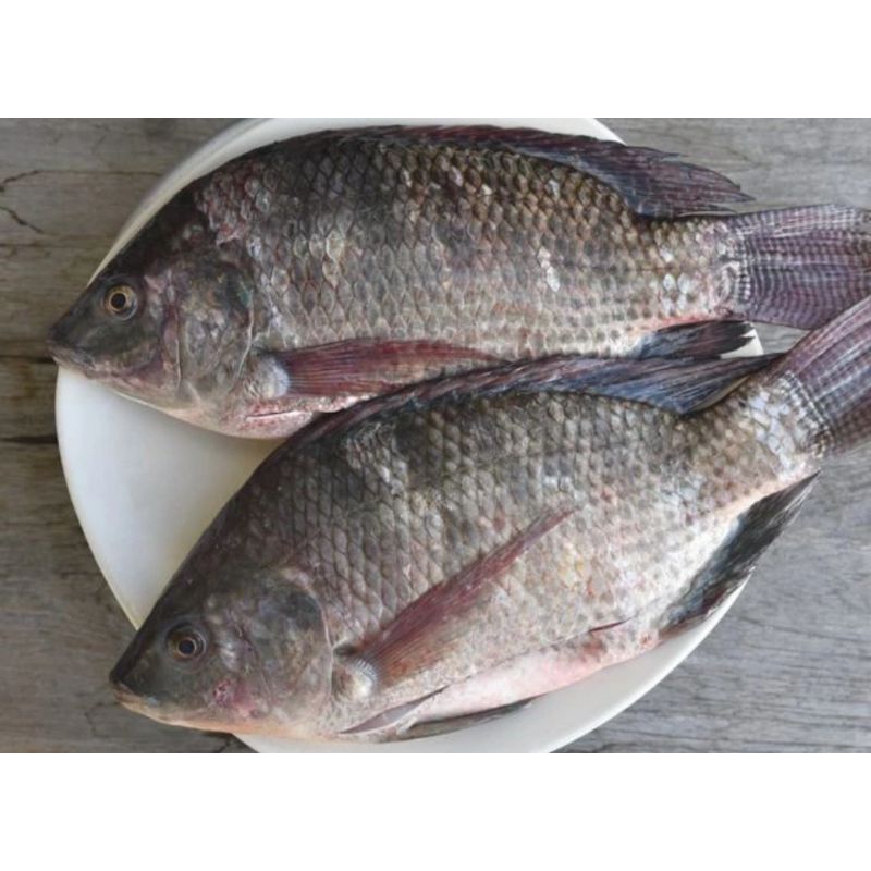 

IKAN NILA SEGAR FRESH 1KG