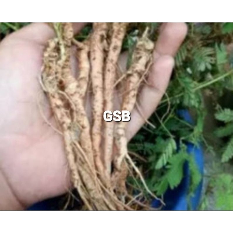 

Akar putri malu segar 500 gram fresh