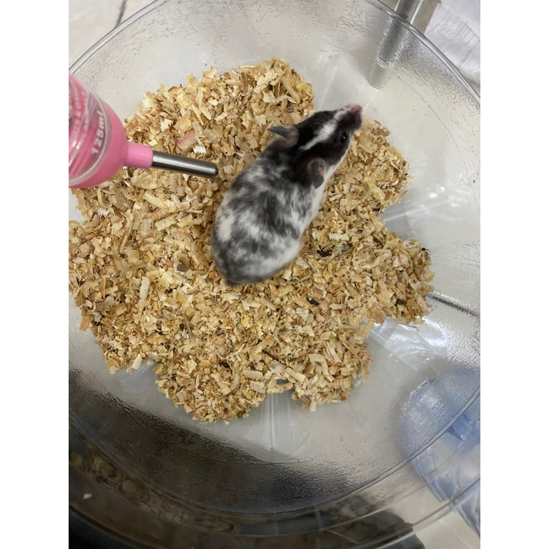 HAMSTER TERBATAS Hamster Domspot Betina Siap Kawin
