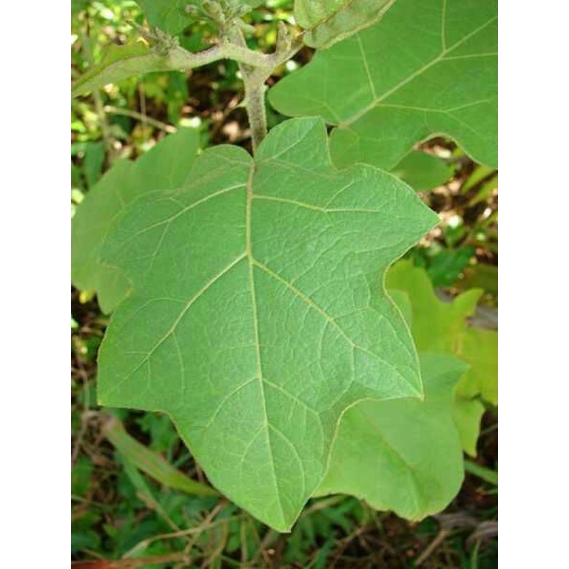 

Daun Takokak Rimbang Organik Segar 255 gr