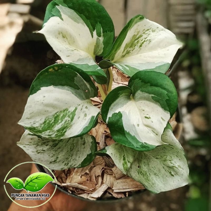 Tanaman hias sirih gading manjula - Sirih gading keong manjula