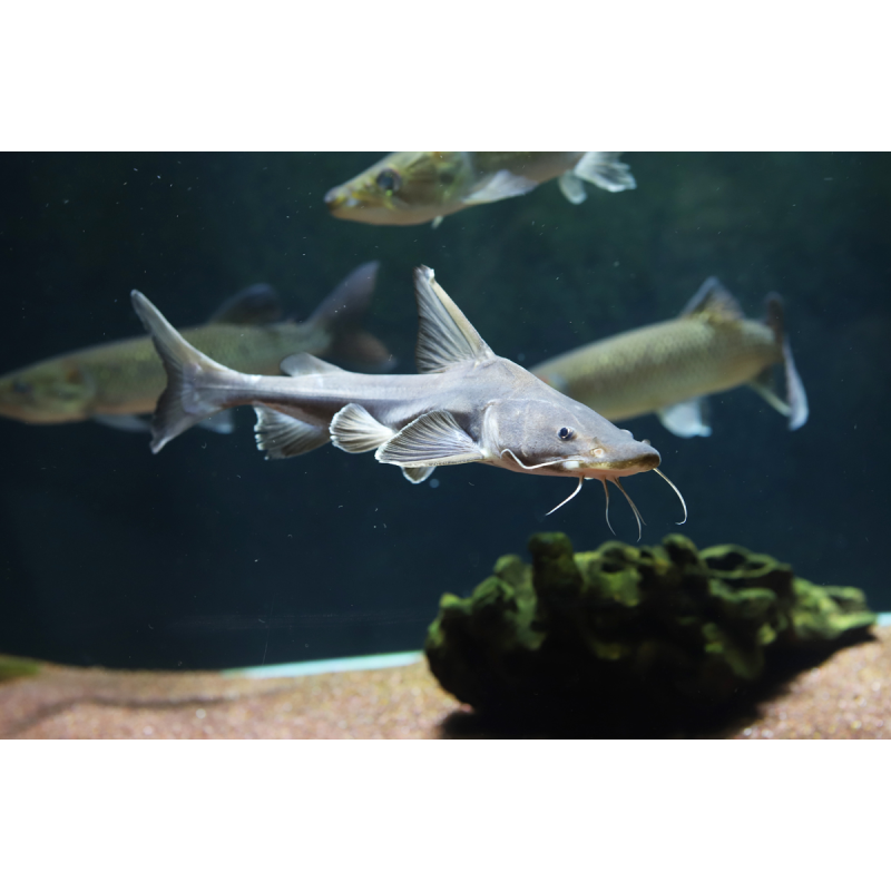 Replika Hemiarus Stormi Catfish / Replika Hiu Air Tawar / Replika Stormii