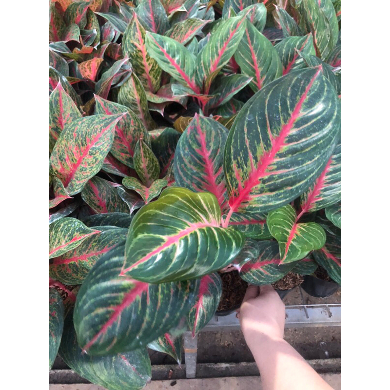 Aglaonema Red Borju