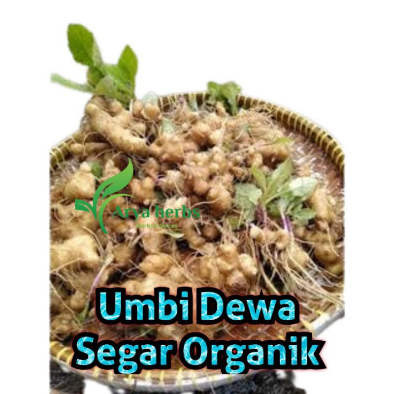 

UMBI DEWA SEGAR / UMBI DEWA ORGANIK /berat 500 gram / UMBI DEWA PREMIUM / herbal / darah tinggi / umbi dewa / daun dewa / bibit daun dewa / umbi samsit / daun dewa kering / daun dewa segar / samsit / bibit samsit / bibit dewa / umbi dewa