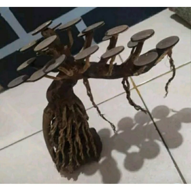 hardscape bonsai aquascape hiasan aquarium akar akuarium jungle kayu pohon pajangan bonsai unik bons