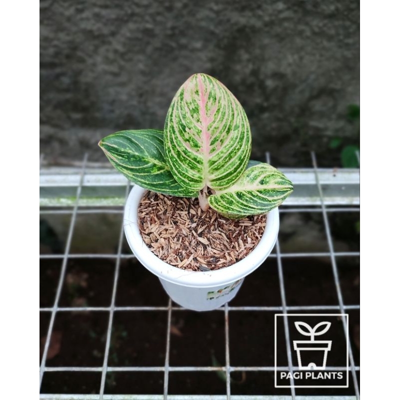 Aglaonema Marsha Anjani