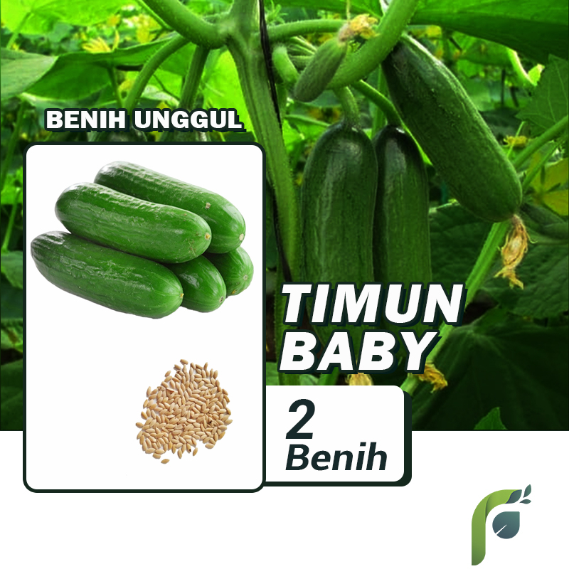 Benih Bibit Mentimun Timun Baby Mini 2 Benih Seribuan PG KDR