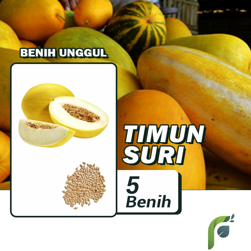 Benih Bibit Timun Suri 5 Benih Seribuan PG KDR