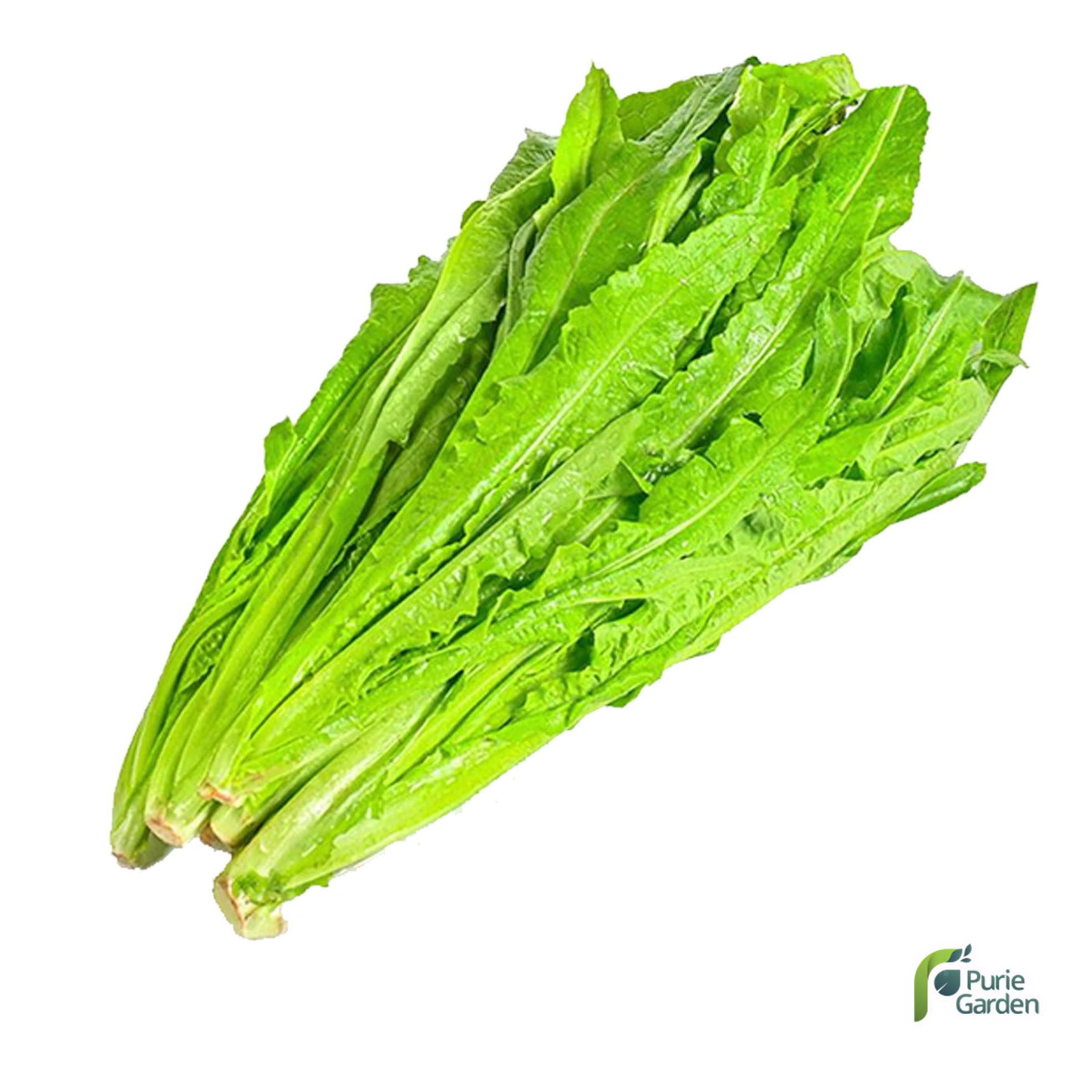 Benih Bibit Selada Wangi Siomak 20 Benih Seribuan PG KDR