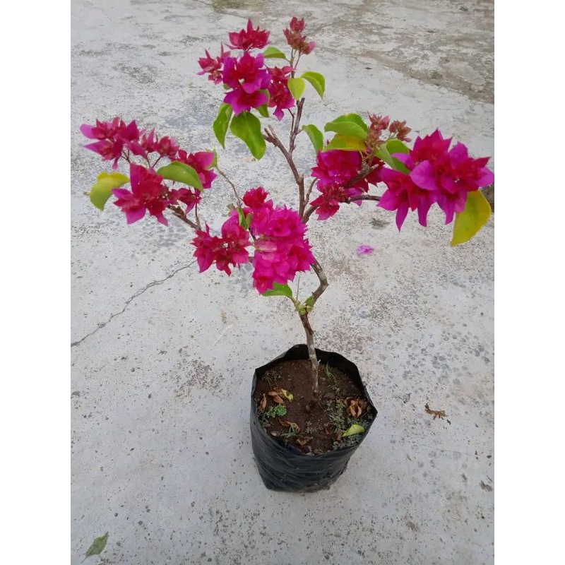 NEWTANAMAN HIAS BUGENVIL SINGAPORE/Bougenville BUNGA KERTAS