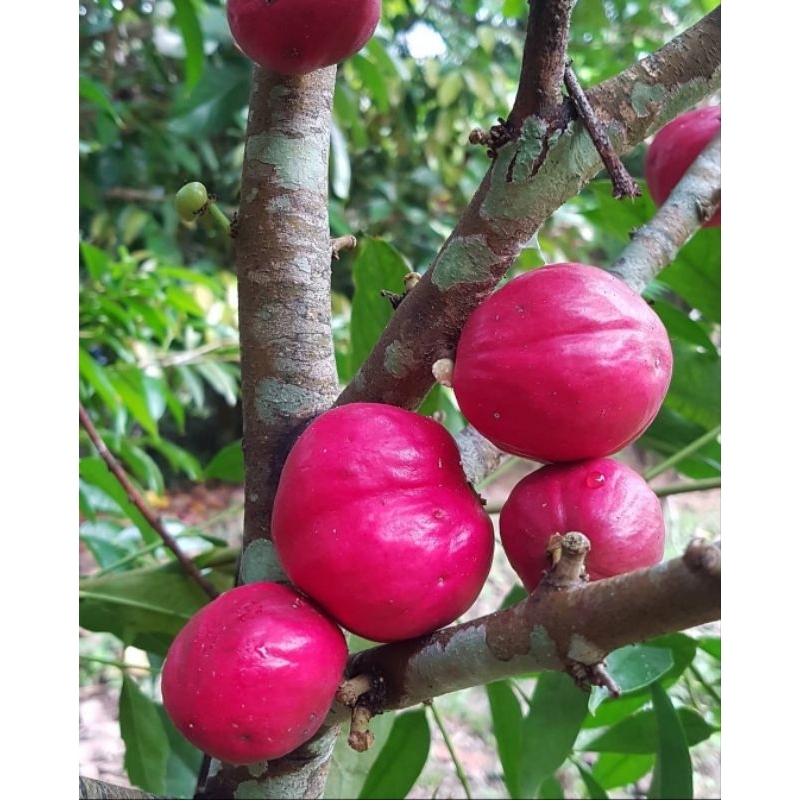 

Buah Mahkota Dewa yang sudah Tua 100 gram