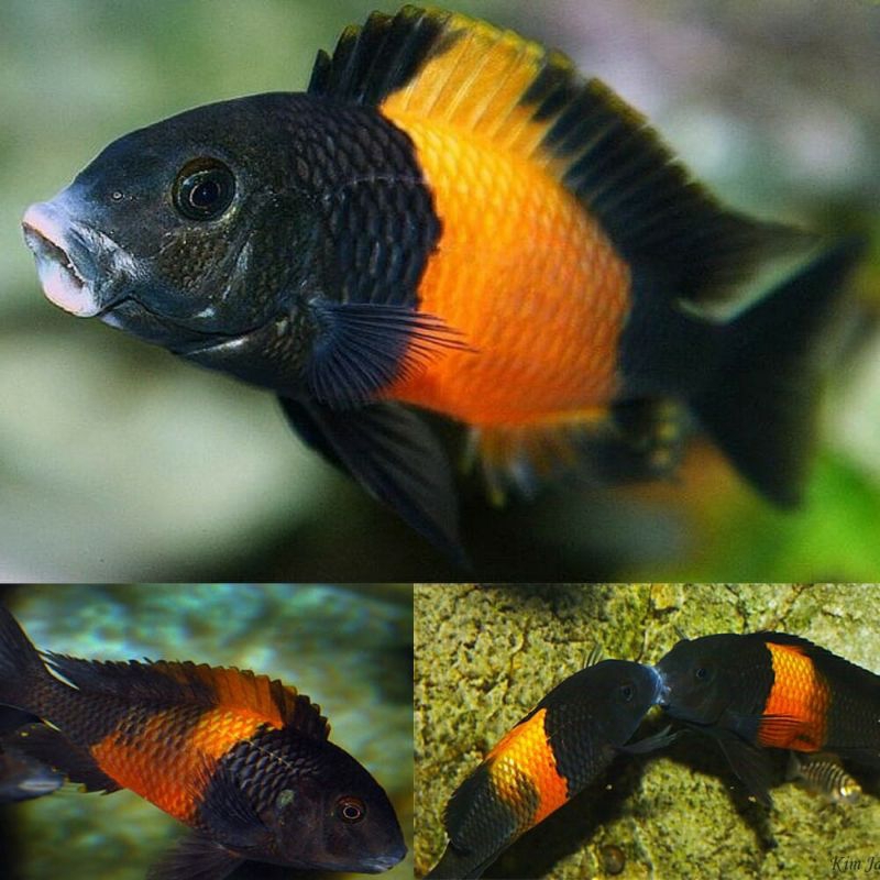 tropheus bemba cichlid