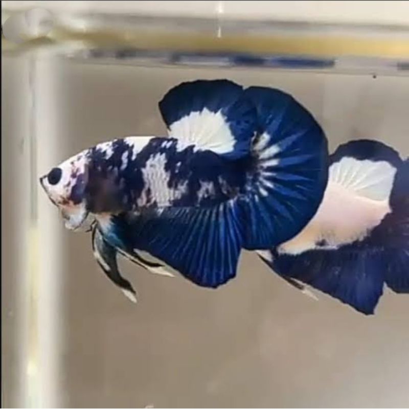 Blue Rim Panda Hiasan Aquarium