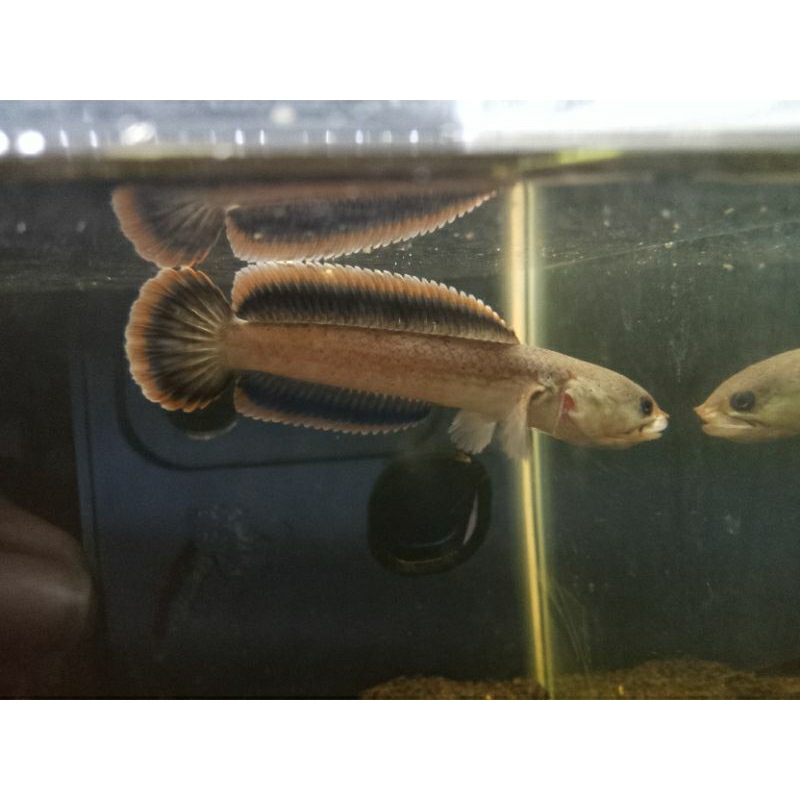 cod kebutuhan aquarium channa limbata cb uk 9-10cm
