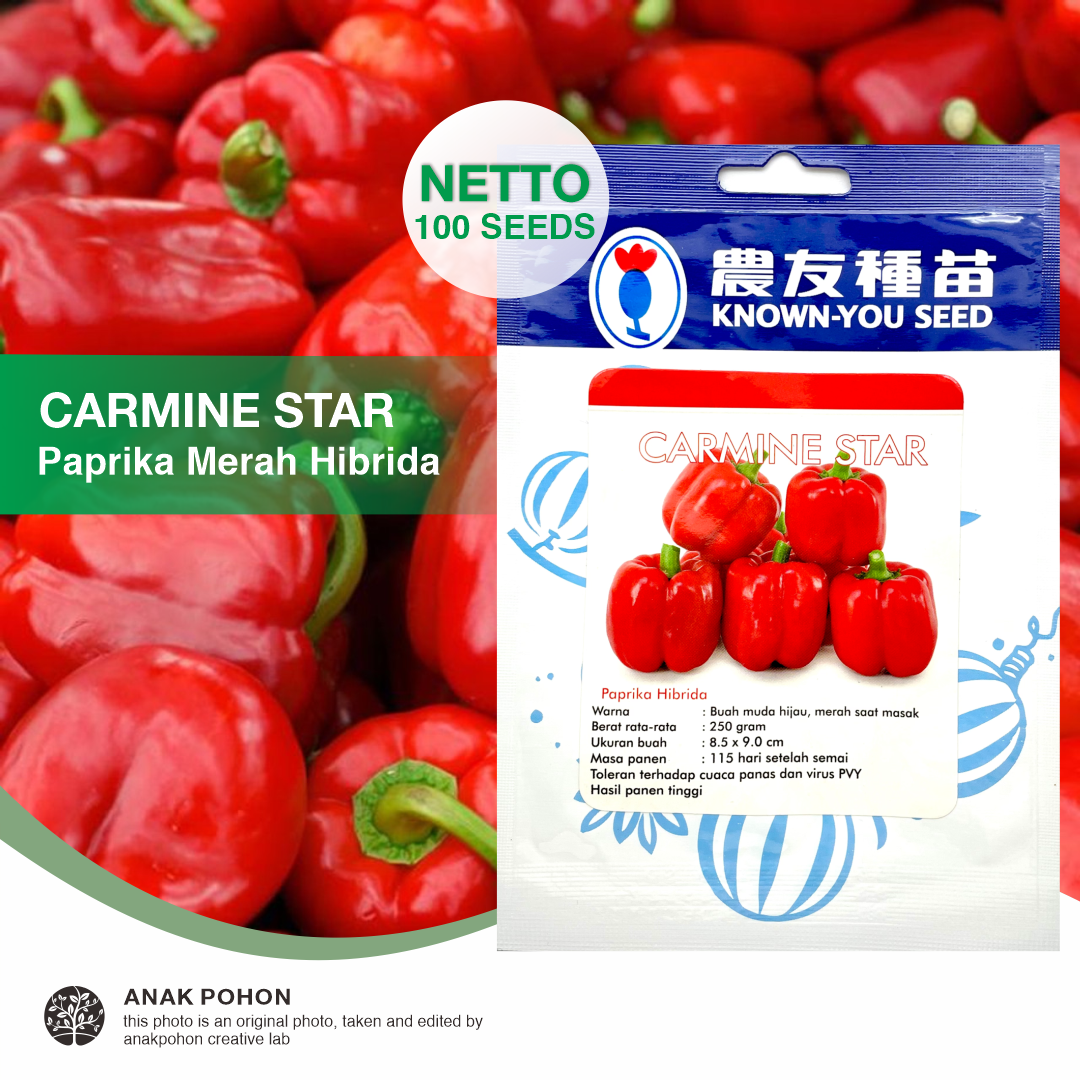 (1 PACK) Benih Paprika Merah Carmine Star Hibrida F1 Red Bell Pepper Seeds - Known You Seed KYS - 100 SEEDS