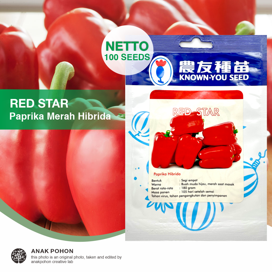 (1 PACK - 100 SEEDS) Benih Paprika Merah Red Star Hibrida F1 Seeds - Known You Seed KYS