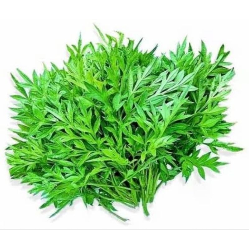 

daun kenikir 200 gr