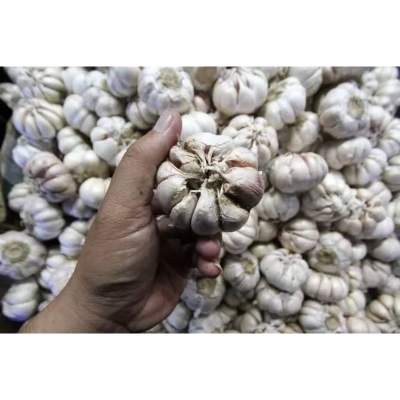 

Bawang Putih Himalaya